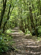 17th Sep 2024 - A walk in the woods 