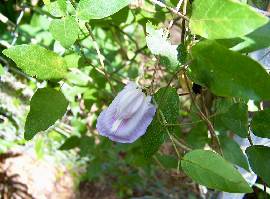 Spurred Butterfly Pea by kcbanning