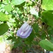 Spurred Butterfly Pea