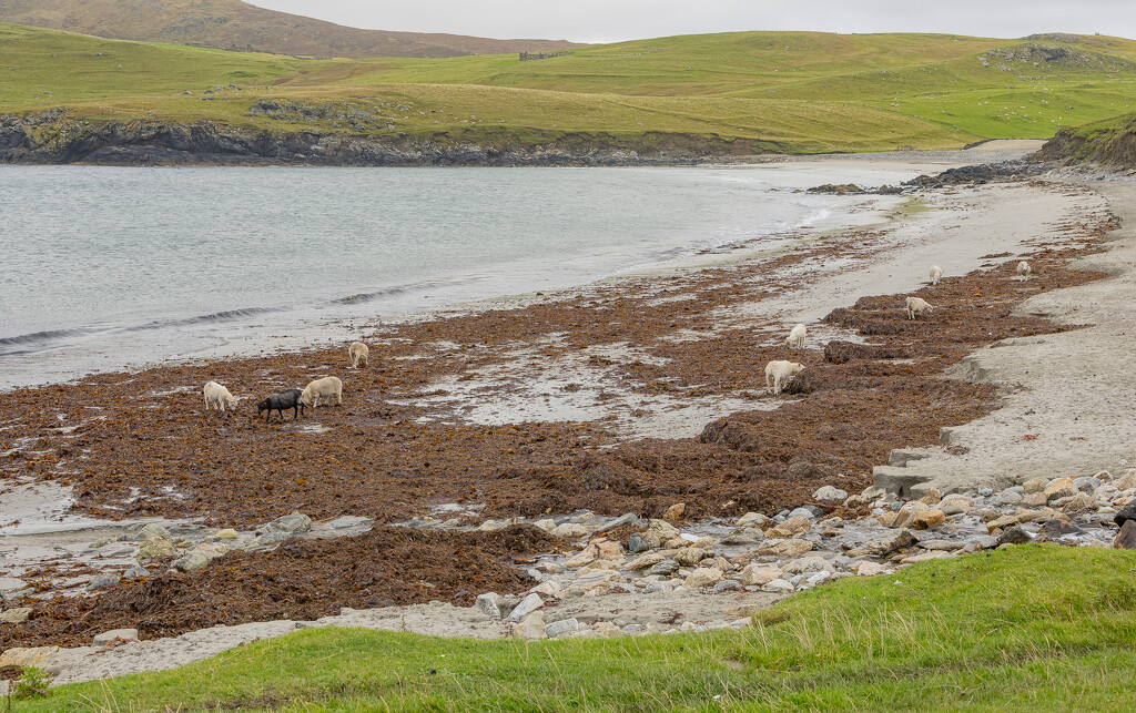 Seaweed Eaters by lifeat60degrees