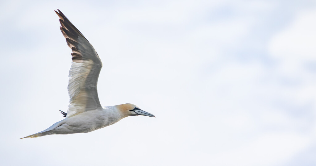 Gannet by lifeat60degrees