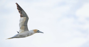 17th Sep 2024 - Gannet