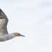 Gannet by lifeat60degrees