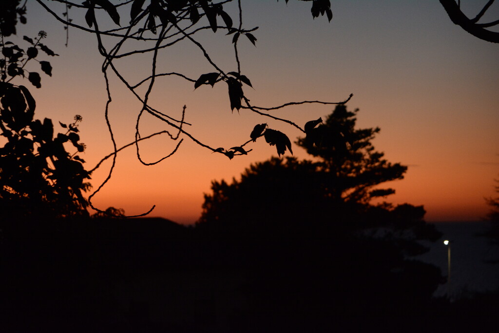 From the garden tonight~~~~ by ziggy77