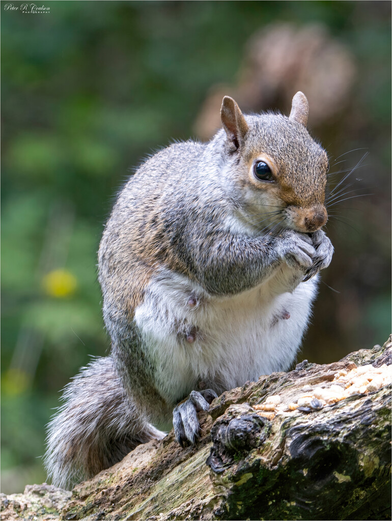 Female Squirrel by pcoulson