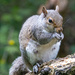 Female Squirrel