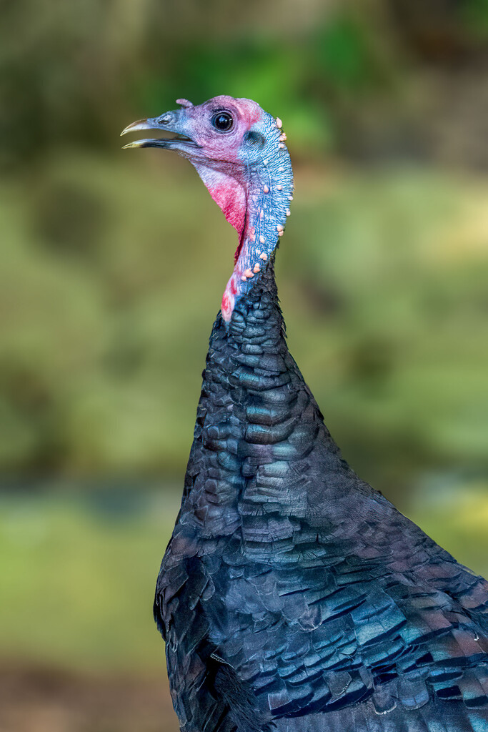 Portrait of a Turkey by kvphoto