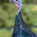 Portrait of a Turkey