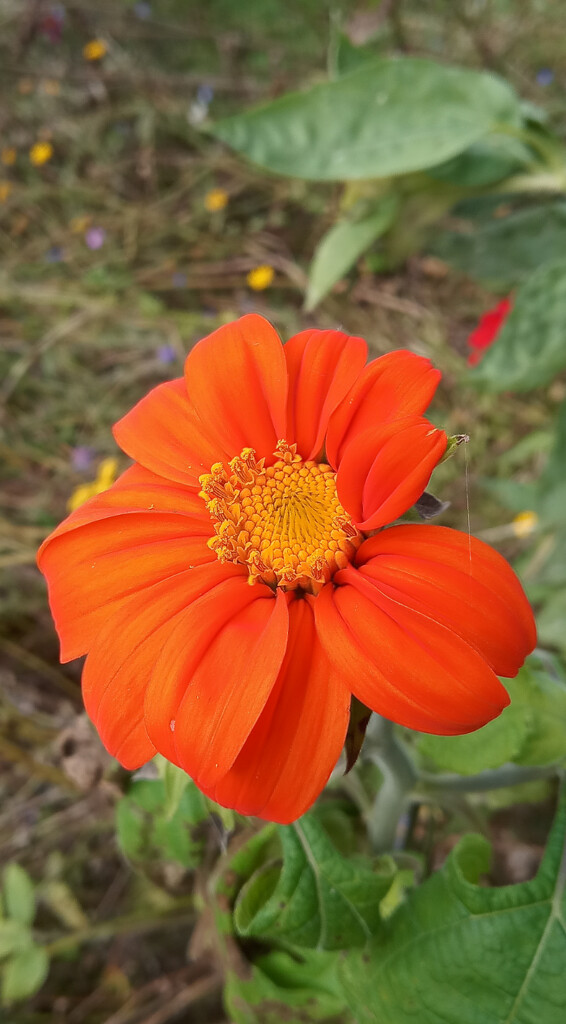 Red Sunflower  by 365projectorgjoworboys