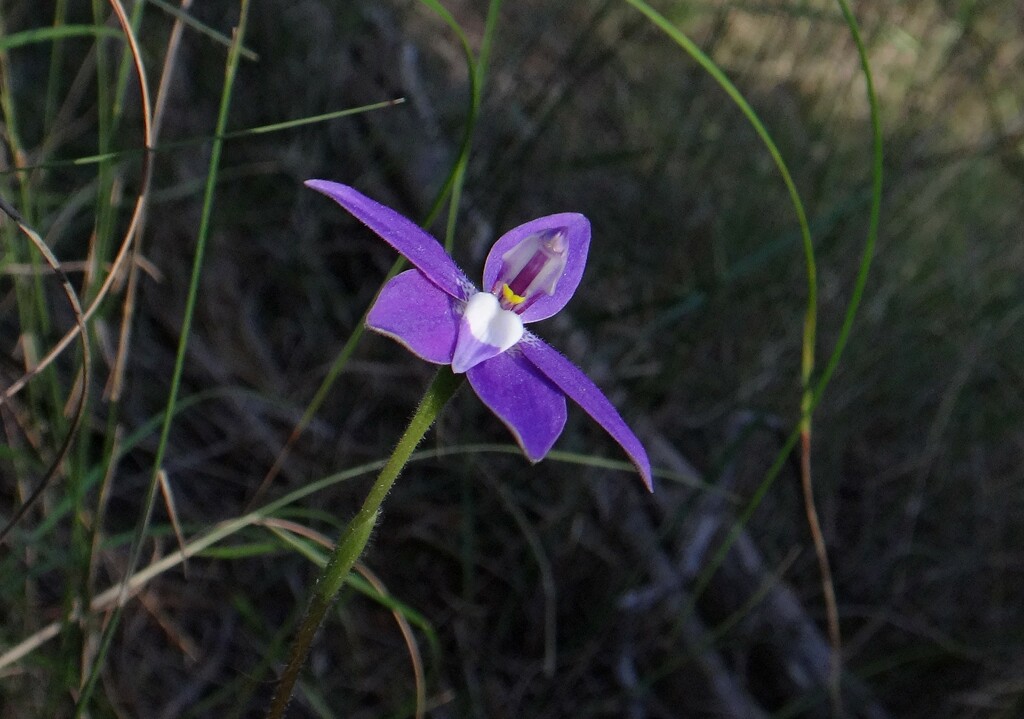 Springtime flowers #5 by robz