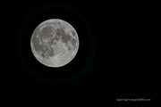 17th Sep 2024 - Harvest Moon