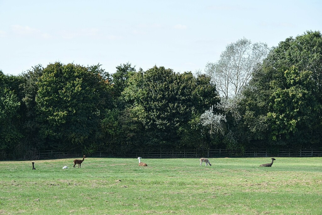 Six Alpacas in a row by dragey74