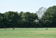 17th Sep 2024 - Six Alpacas in a row