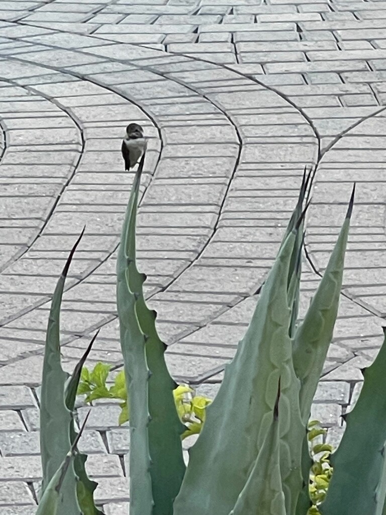 9 9 Hummingbird on Agave by sandlily