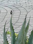 9th Sep 2024 - 9 9 Hummingbird on Agave