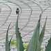 9 9 Hummingbird on Agave by sandlily