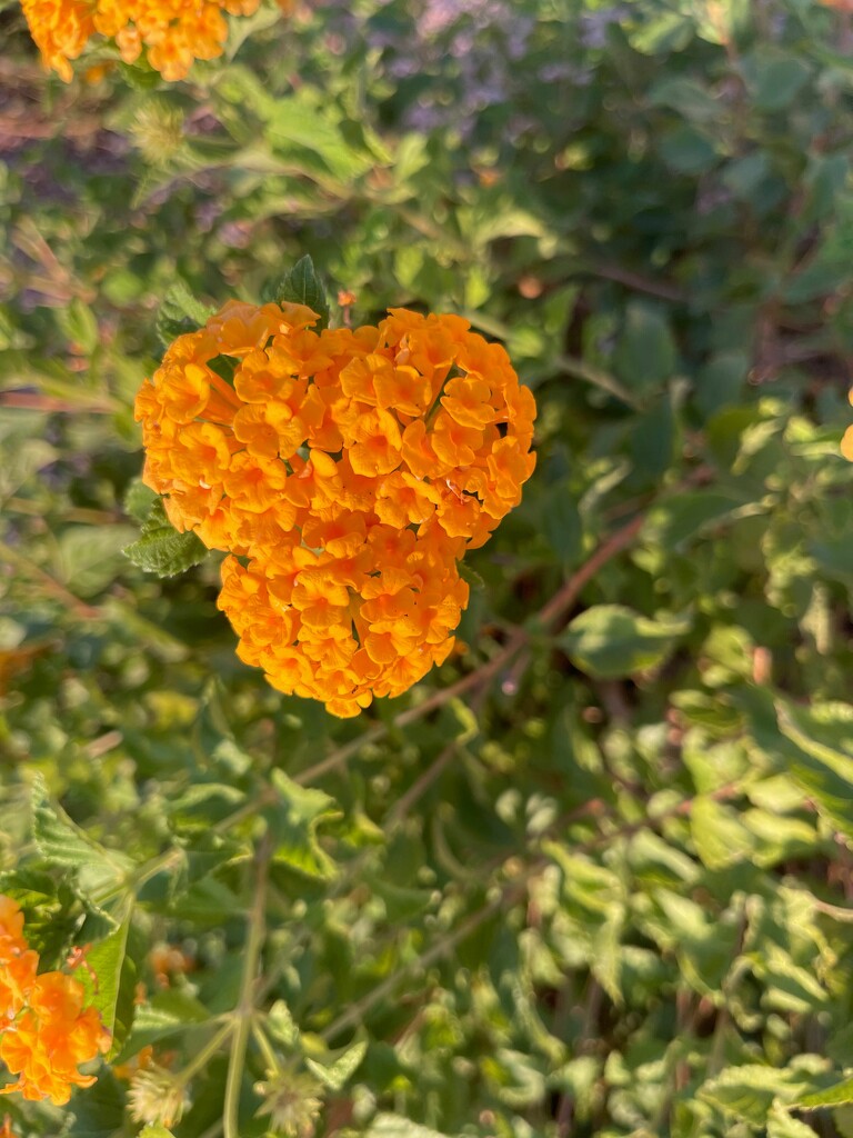 9 9 Orange Lantana by sandlily