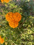 9th Sep 2024 - 9 9 Orange Lantana