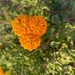 9 9 Orange Lantana by sandlily