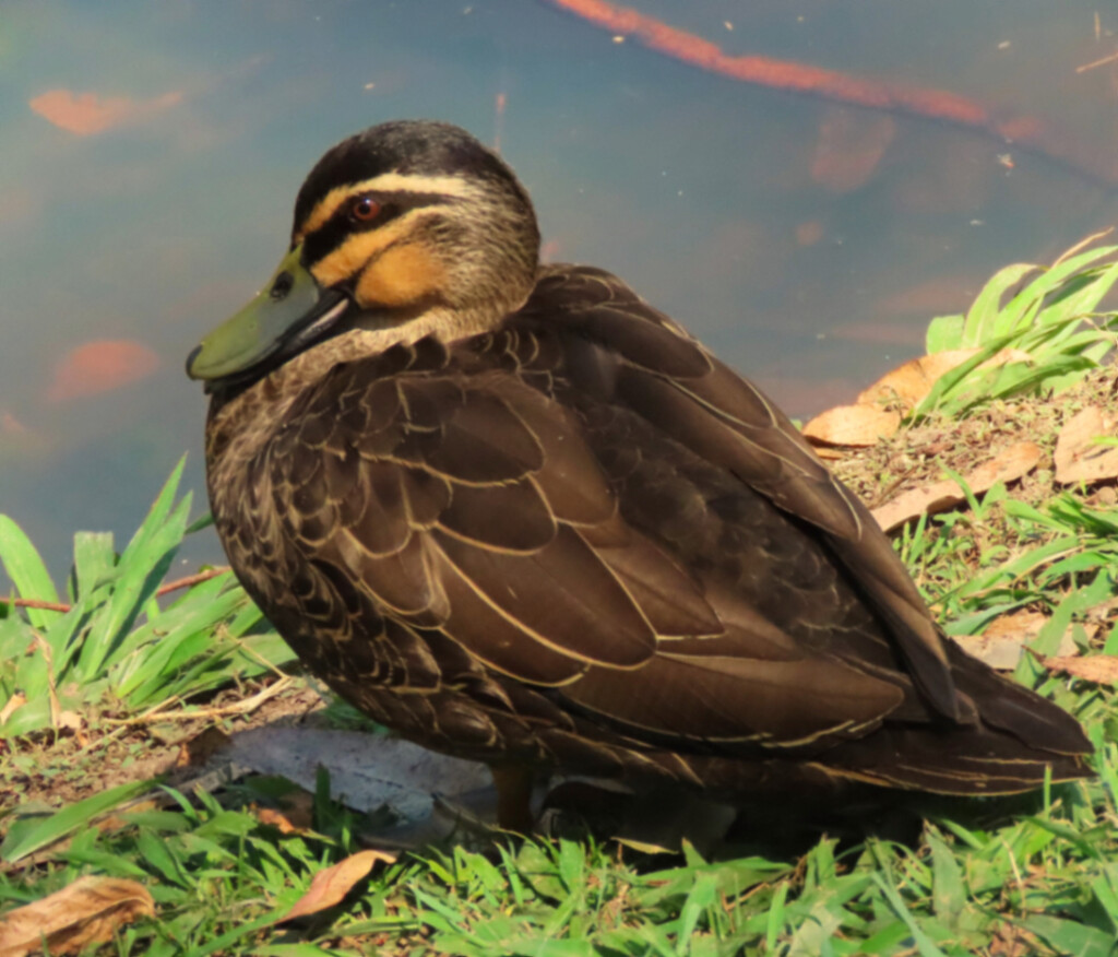 Pacific Black Duck ~ by happysnaps