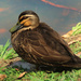 Pacific Black Duck ~