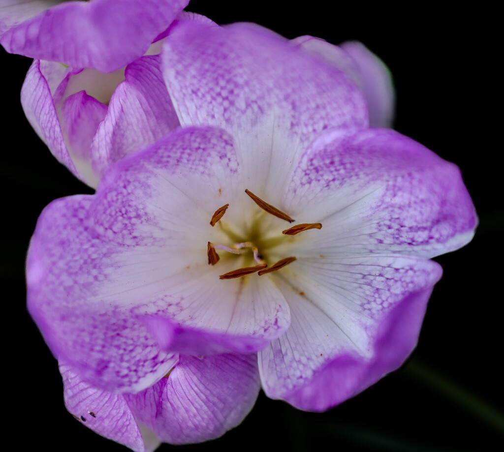 Fall Crocus by corinnec