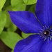 Clematis