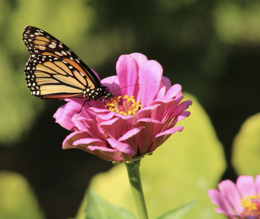 Monarch in a zinnia by mltrotter