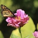 Monarch in a zinnia by mltrotter