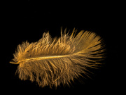 17th Sep 2024 - Just a Feather