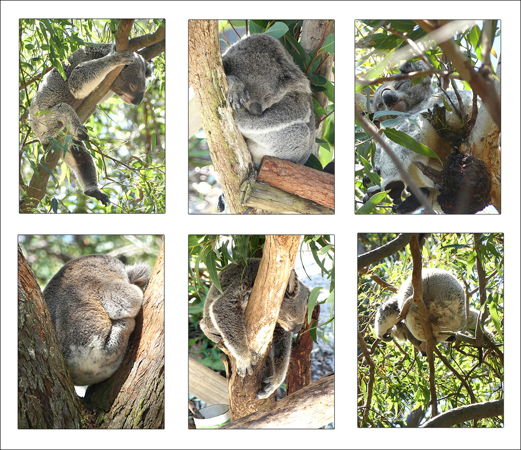 Koala Sanctuary by onewing