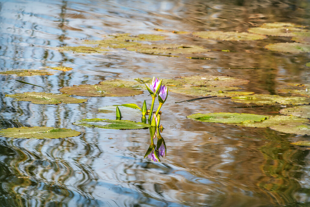 The lone survivors by ludwigsdiana