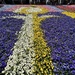 Tulip in flowers