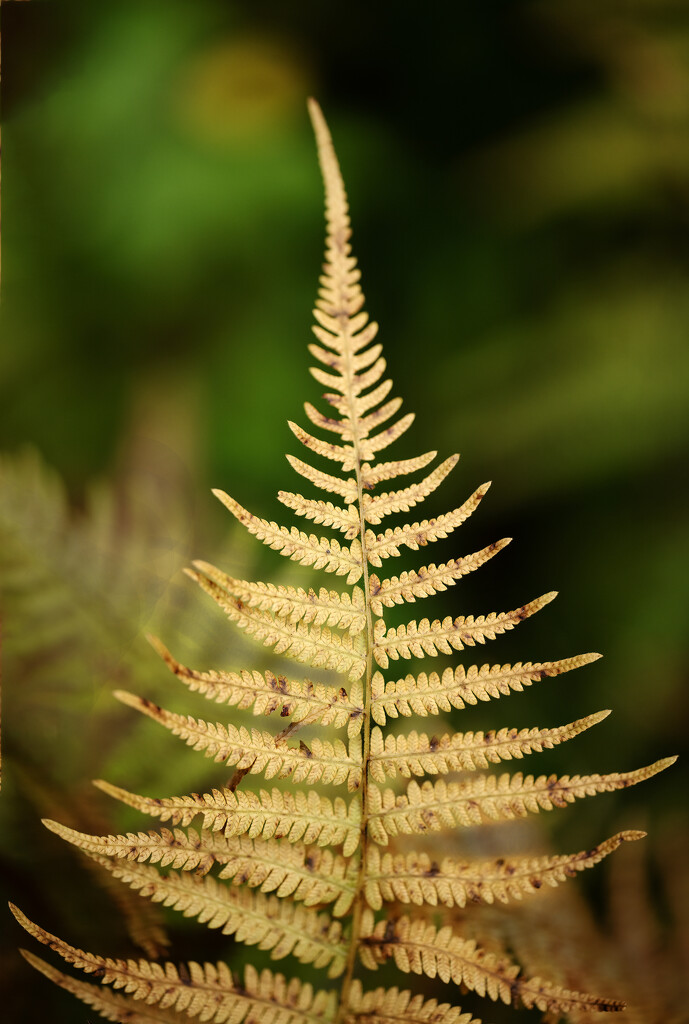 Golden transition to autumn by mccarth1