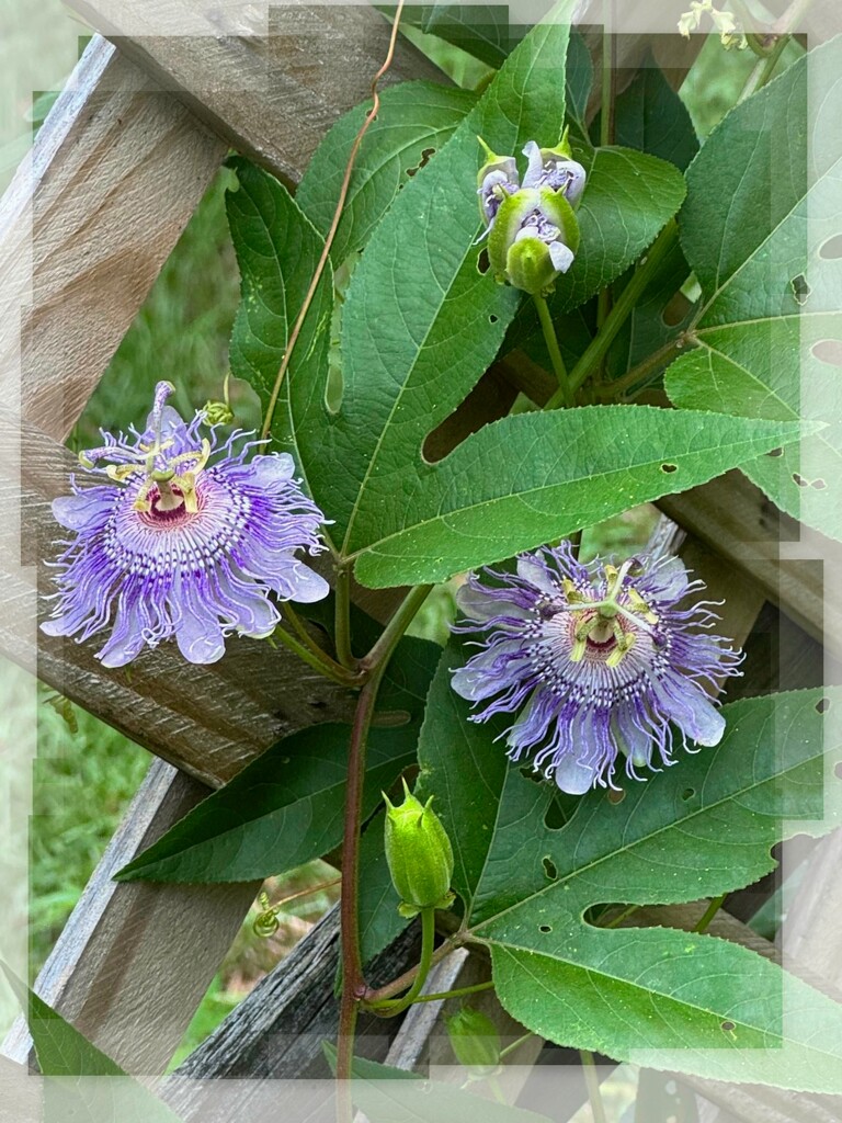 Passiflora incarnata... by marlboromaam