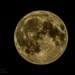 Last Night's Full Super Moon by carolmw