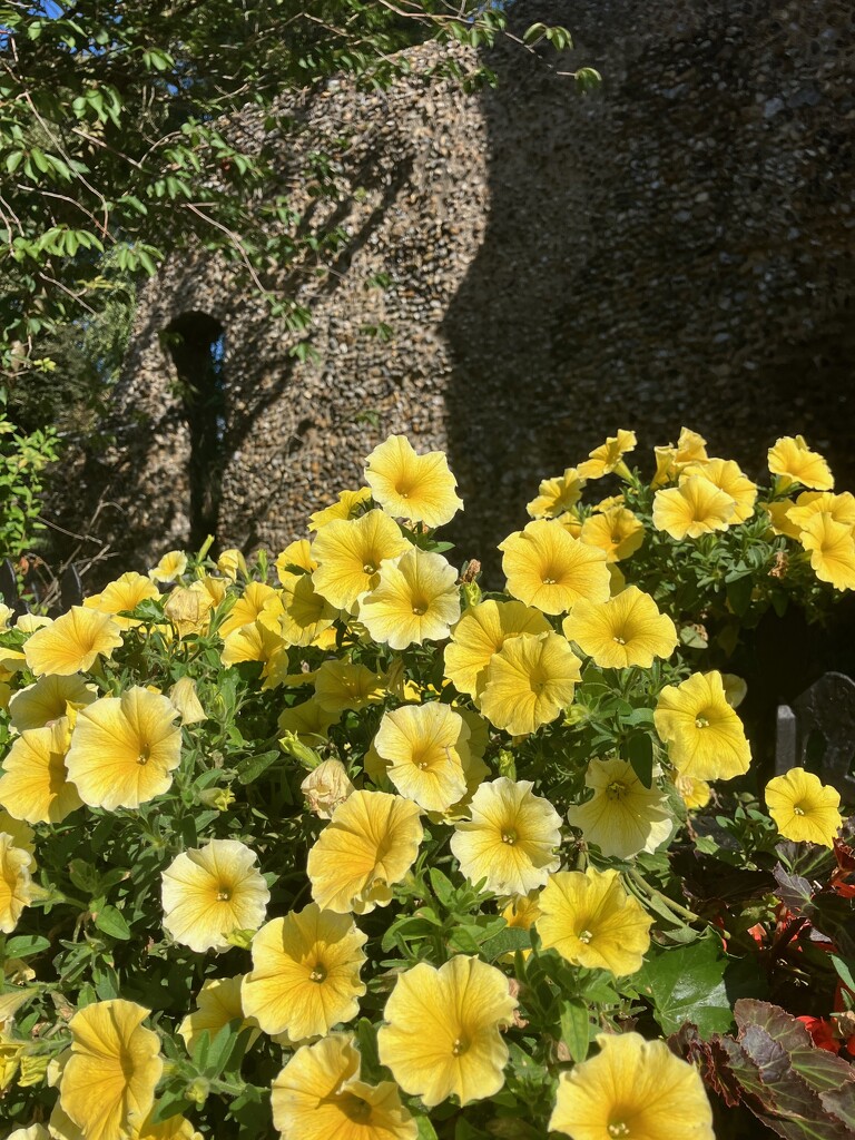 Petunias in a Churchyard  by foxes37