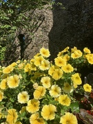 18th Sep 2024 - Petunias in a Churchyard 