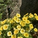 Petunias in a Churchyard  by foxes37