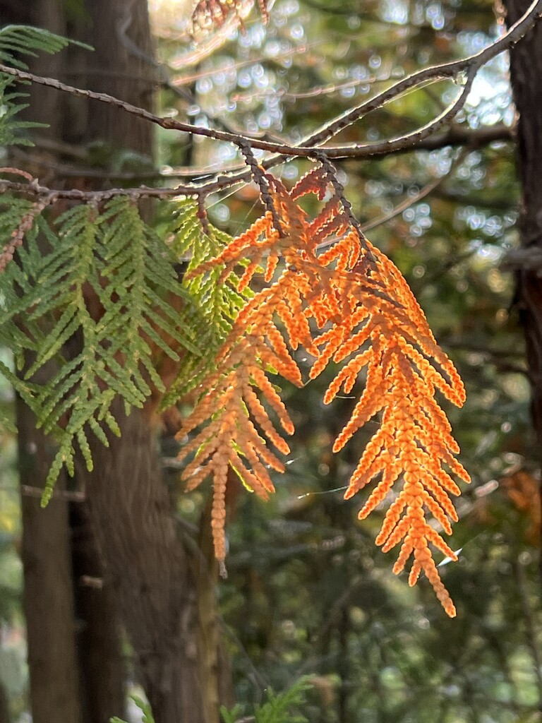 Cedars are changing Color! by radiogirl