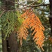 Cedars are changing Color! by radiogirl