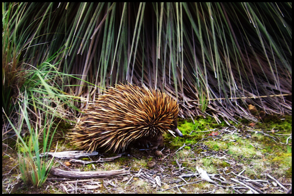 Tachyglossus aculeatus  by 365projectorgchristine