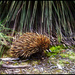 Tachyglossus aculeatus 