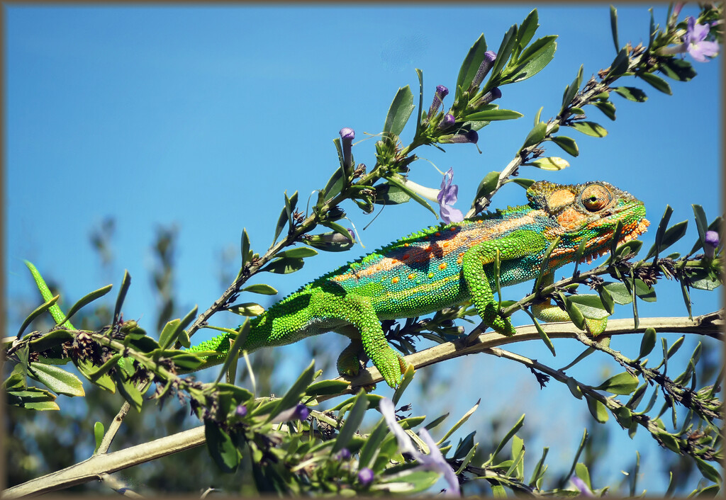 Decorating my Rosemary by ludwigsdiana