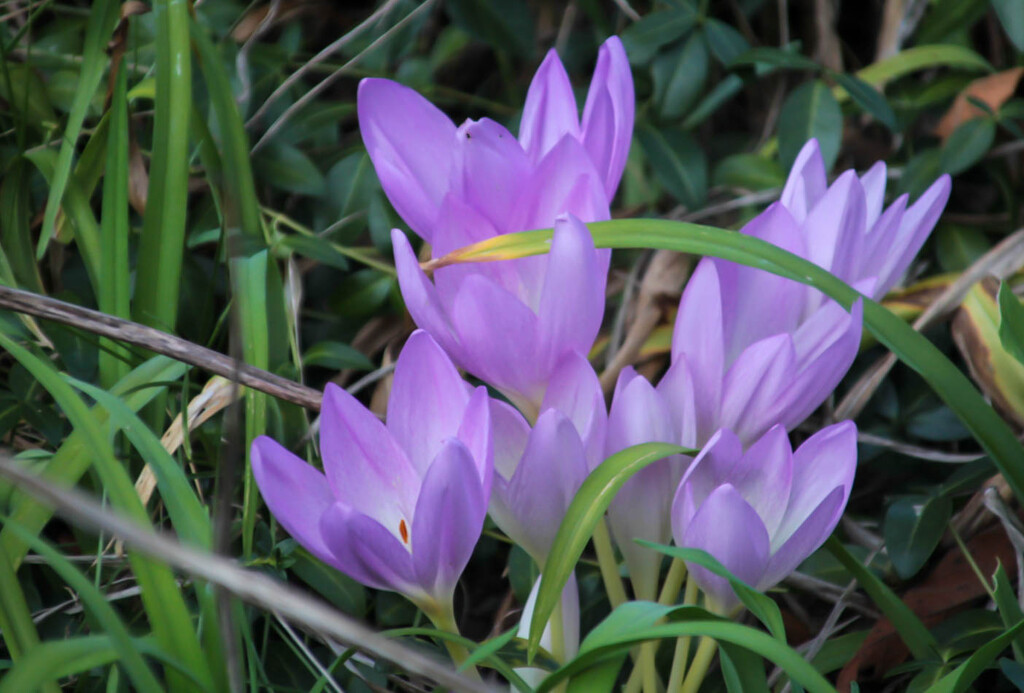 Crocus by mittens