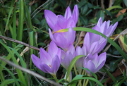 18th Sep 2024 - Crocus