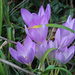 Crocus by mittens