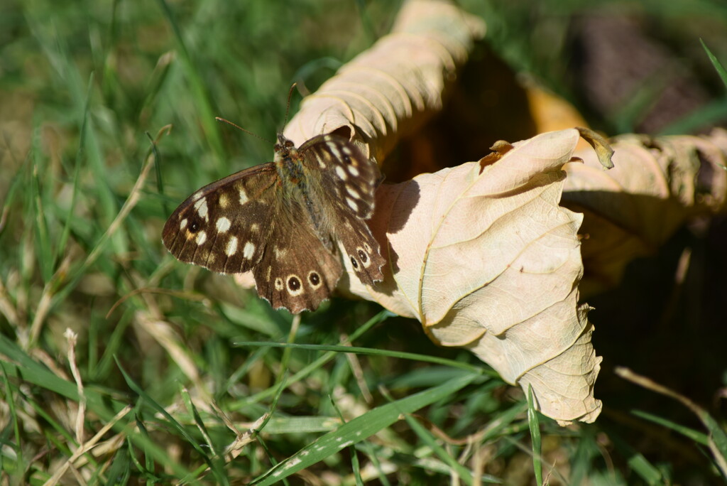 Speckled Wood Butterfly by dragey74