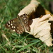 Speckled Wood Butterfly by dragey74