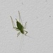 Insect